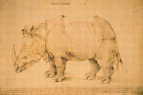 Albrecht Dürer -Rhinoceros