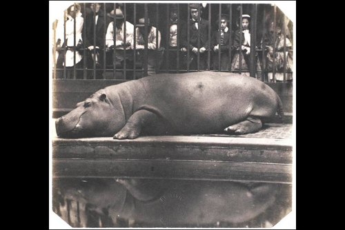 First hippopotamus on British shores - Don Juan Carlos, Duke of Montizon